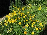 Yellow Flower 